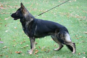 Chuck Felones's son for sale