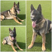 DIRK V.D. MOEZENBULTE, AD, BH - $500