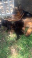 German Shephard Female Puppies For Sale!