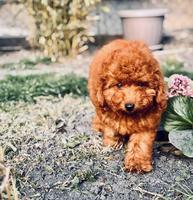 Red miniature poodle