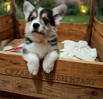 Corgi puppies for sale
