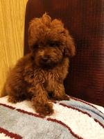 Red toy poodle, beautiful puppies