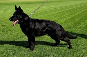 Fully trained GSD male available...