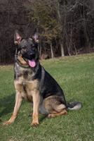 Female seeking Pet Home, Active Family 
