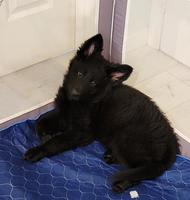 DDR/Czech German Shepherd Puppy