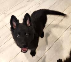 DDR/Czech German Shepherd Puppy