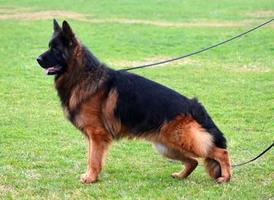 Long hair Male for sale