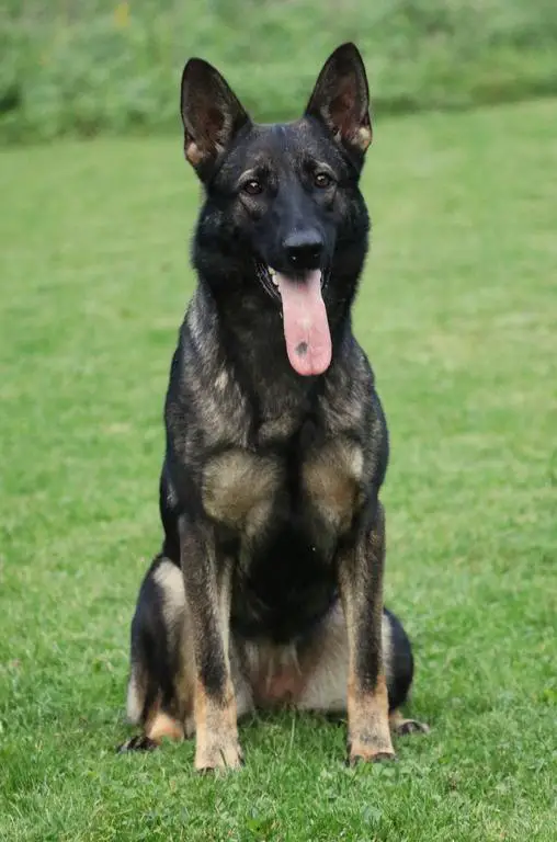 Police dog daughter, titled!
