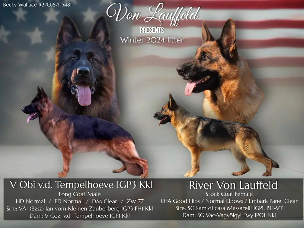 West German Show Line puppies