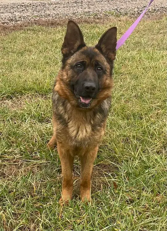 Retired 5 year old female West Showline Shepherd