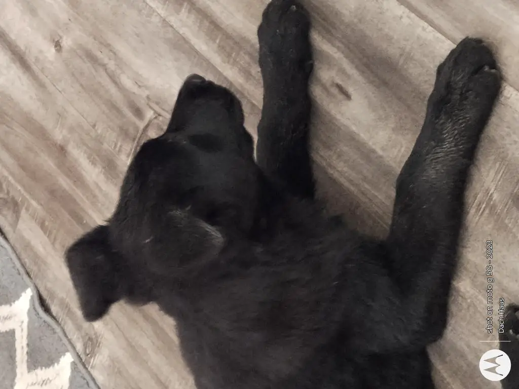 5 month old WL pups