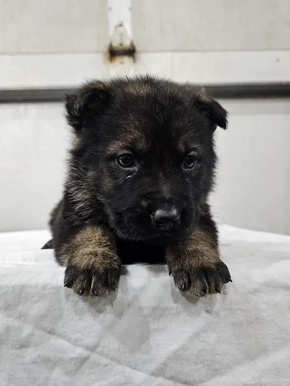 100 % East German Import Blutlines Pups