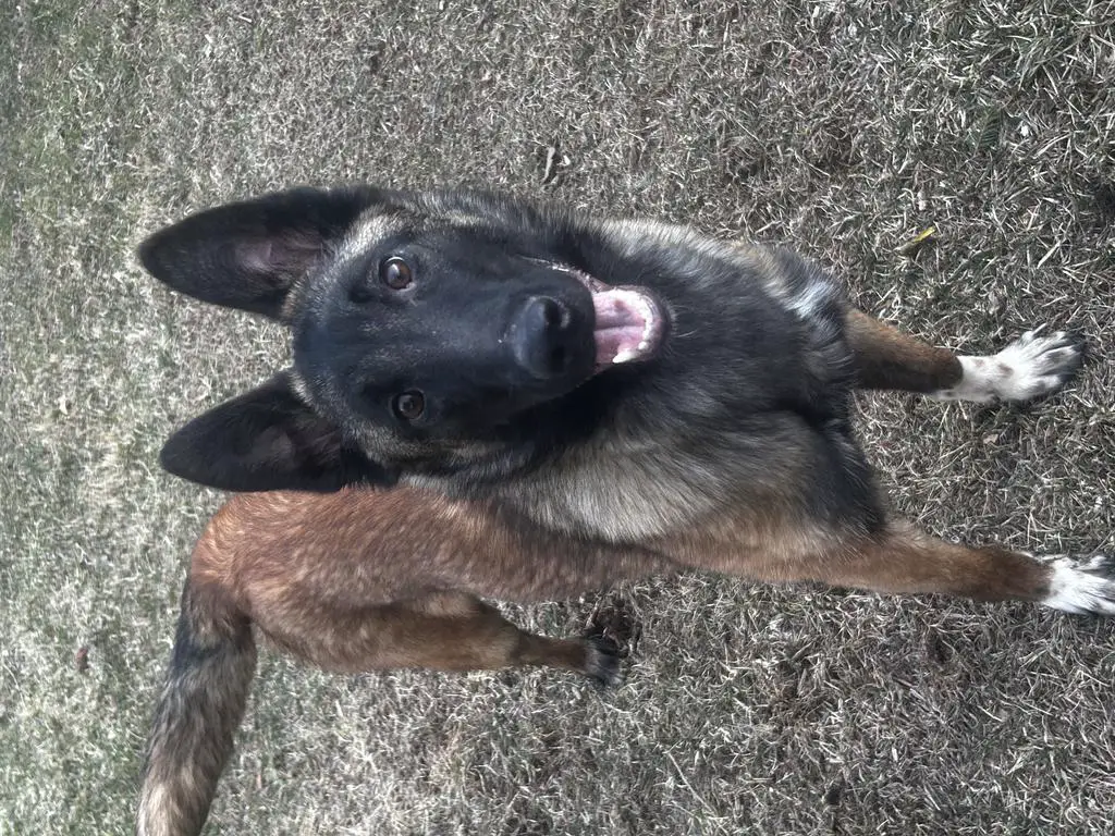 IMPORT 9 1/2 mo. old Female Belgian Malinois for S