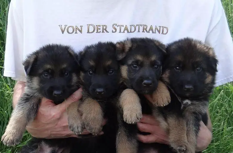 German Shepherd Puppies Wisconsin