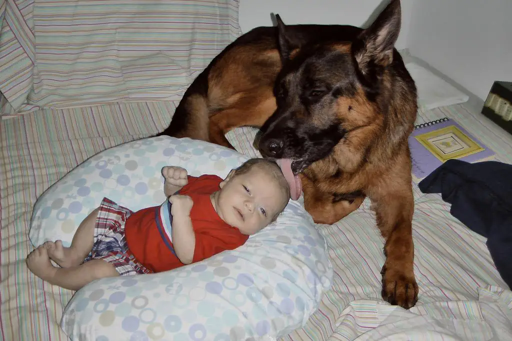 Wisconsin German Shepherd Breeder