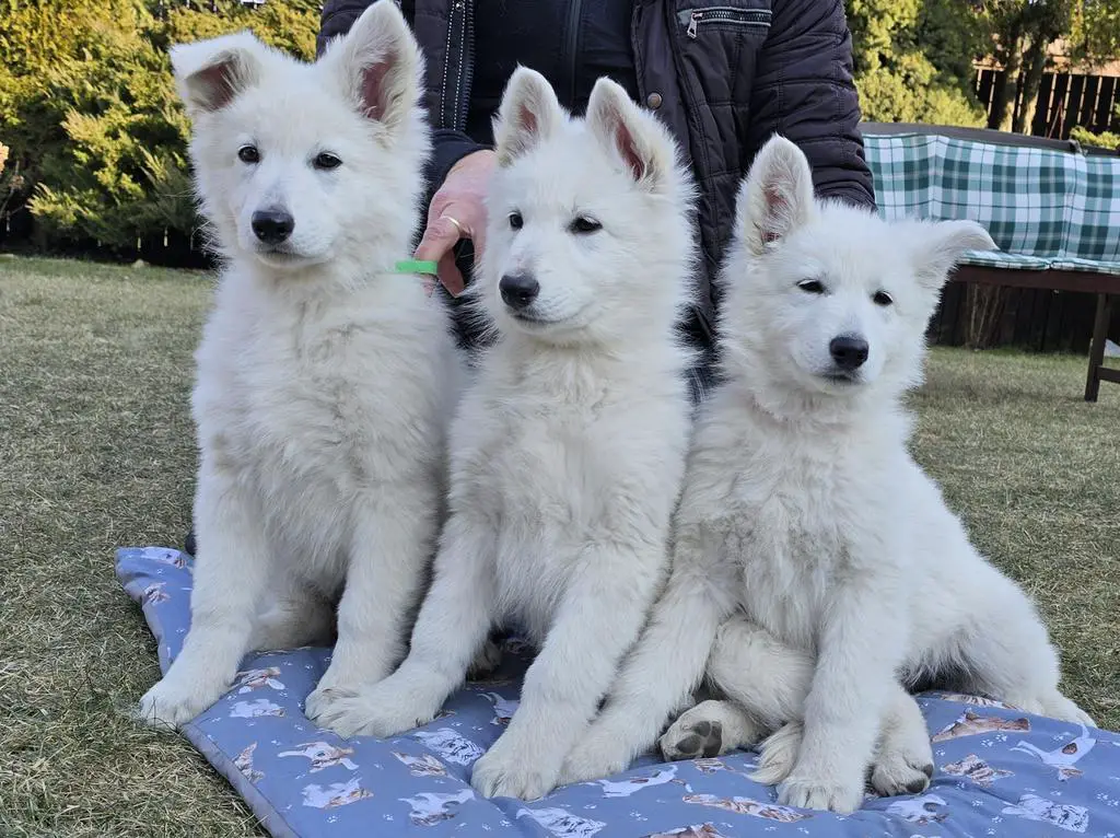 White Swiss Shepherd puppies with FCI pedigree