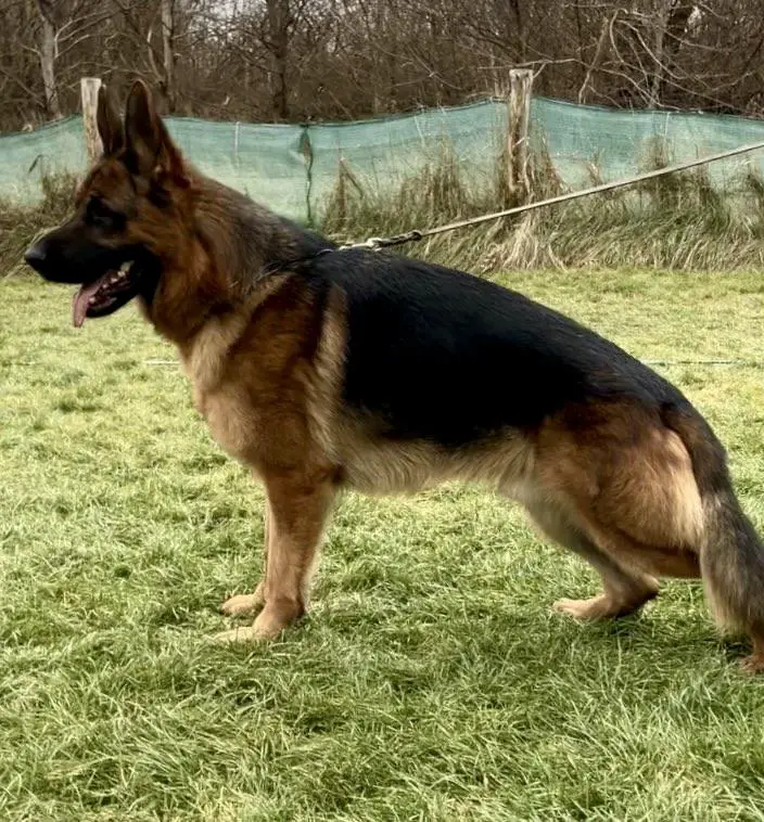 AMAZING male for sale import