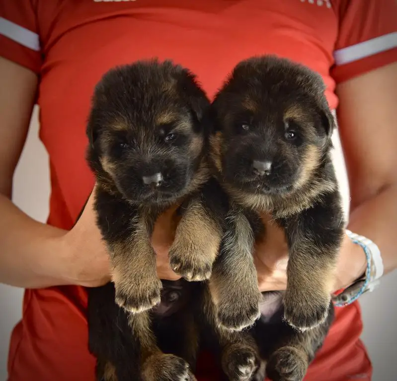 Black and Red Puppies, Direct from Overseas