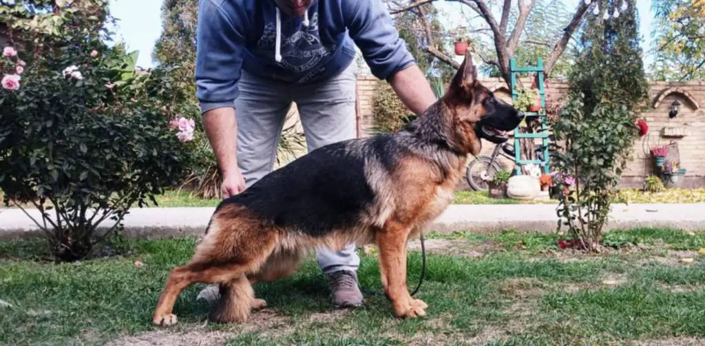 Top, young competition female for sale.