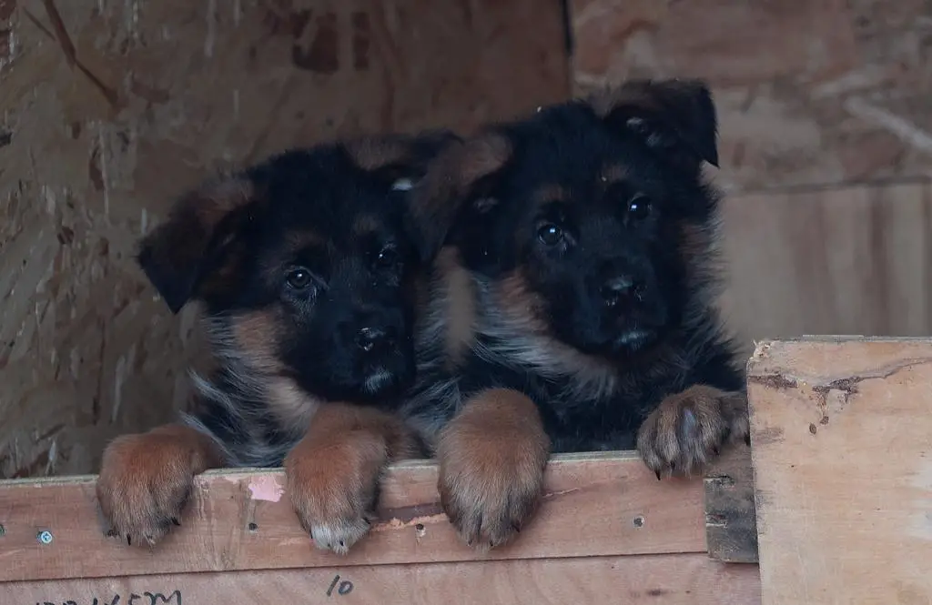 World champion VA1 Mio Huhnegrab puppies