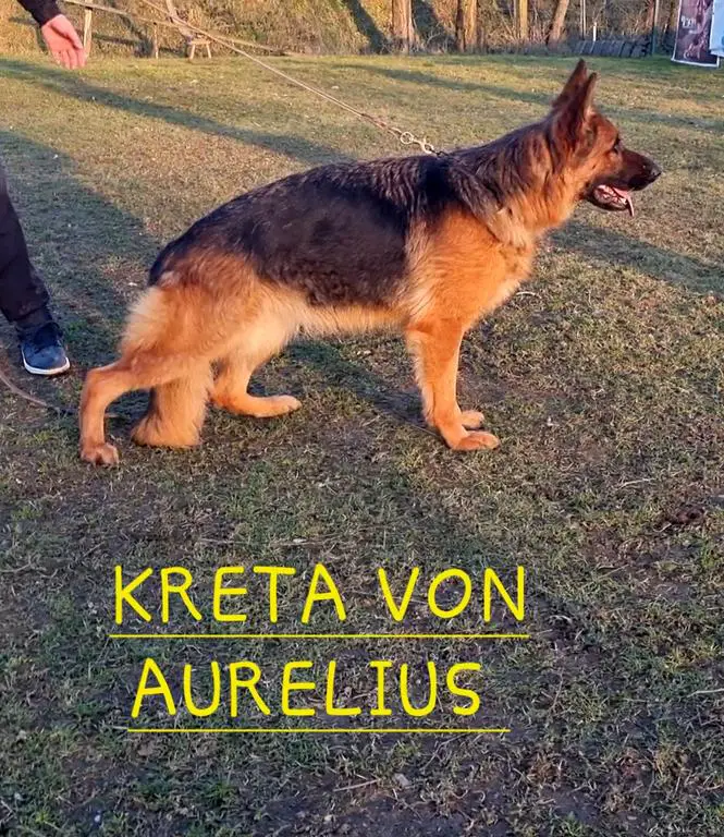 GSD Female