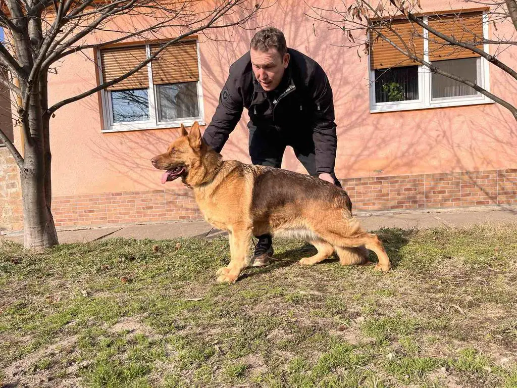 Confirmed pregnant female for sale.