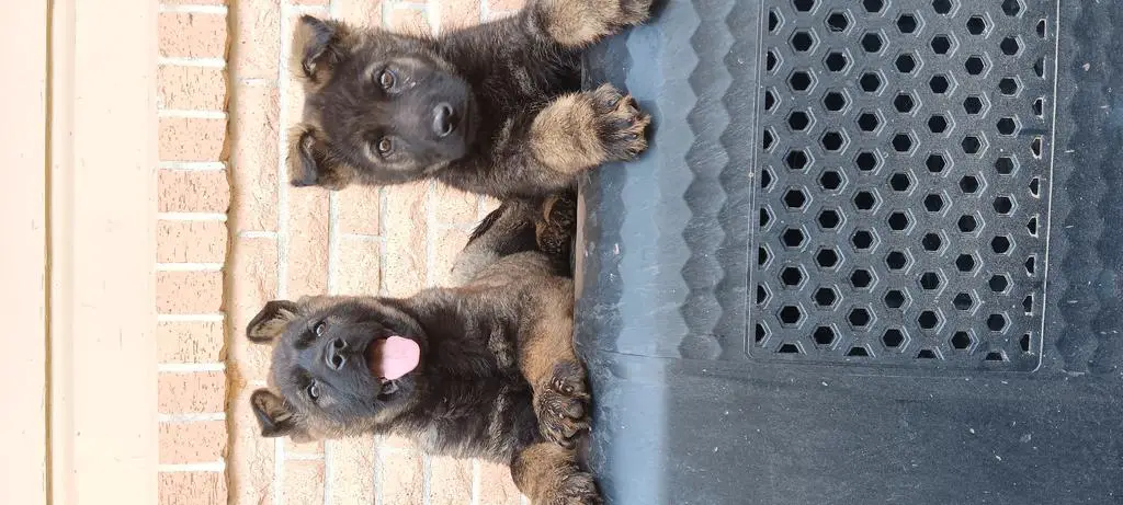 East German Male Pups(DDR)