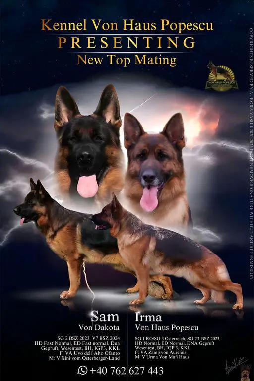 V7 Sam Von Dakota puppies for sale