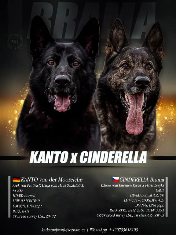 TOP puppies, 3x BSP x ZVV3!!!