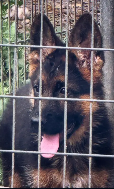 German Shepherd male puppy