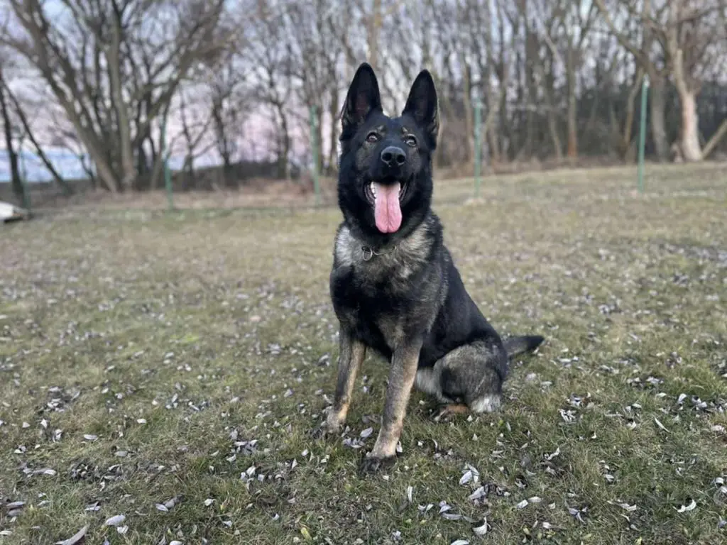 Dark sable female - Drago Eqidius bloodline!