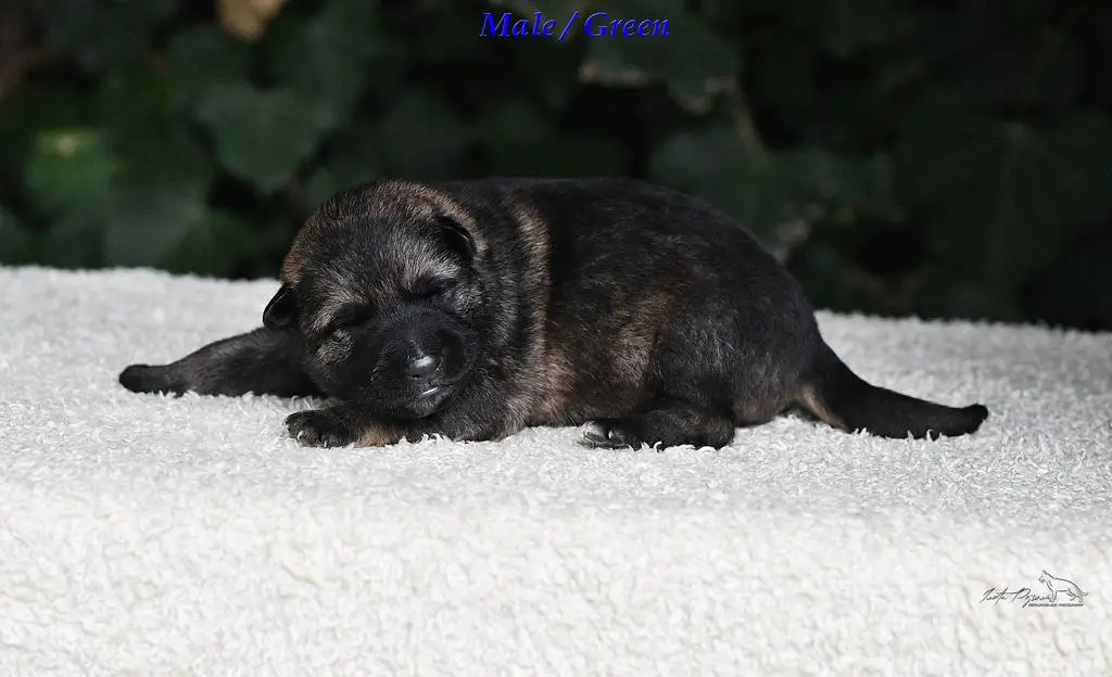 !!REZERVATION TOP PUPPY FCI!!!