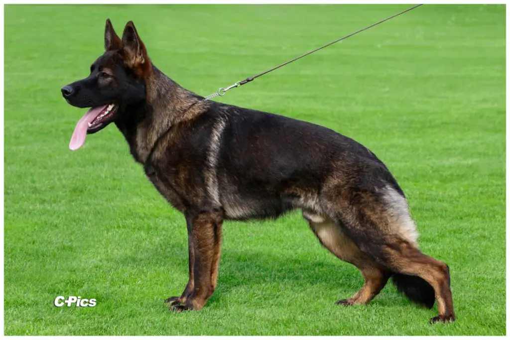 !!REZERVATION TOP PUPPY FCI!!!