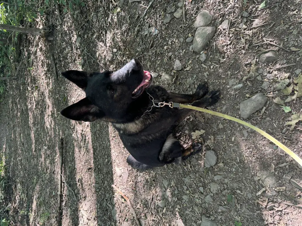 AKC health tested female Czech gsd