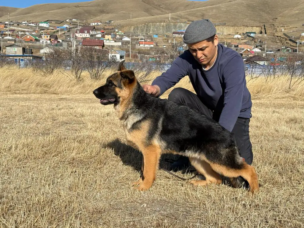 V7 Sam von Dakota puppies with TOP motherline