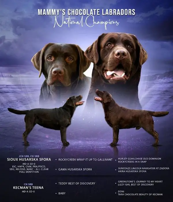 Labrador puppies