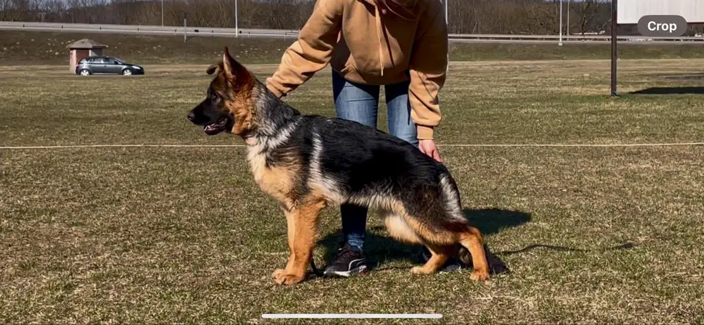 Strong bloodlines female for sale