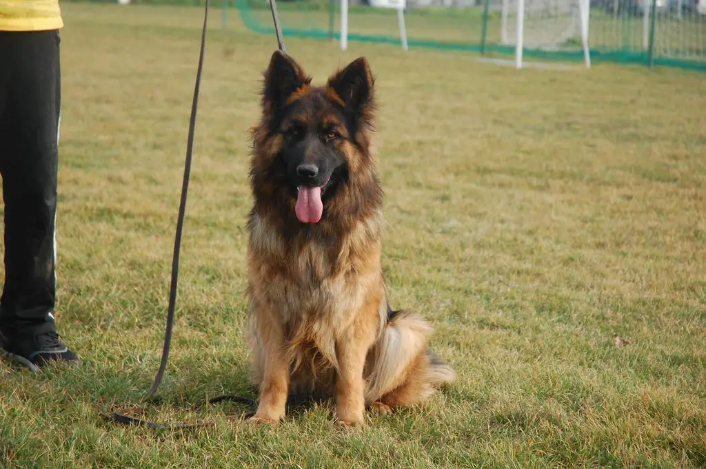 Top powerfull longhair female