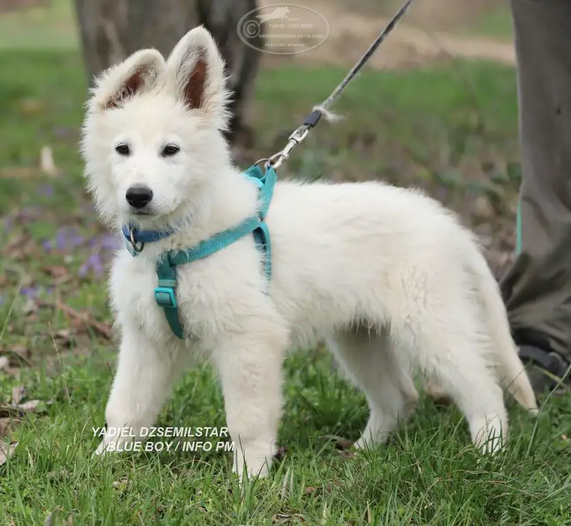 YADIEL DZSEMILSTAR -BLUE BOY X LITTER