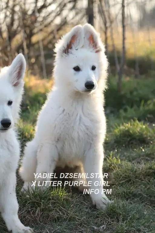 YADIEL DZSEMILSTAR -PURPLE GIRL X LITTER