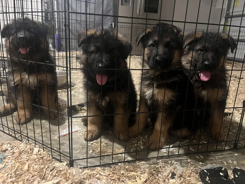 Champion Bloodline Show Quality Puppies.