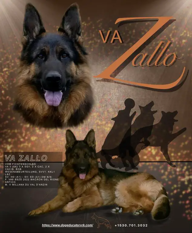 VA Zallo vom Fichtenschlag
