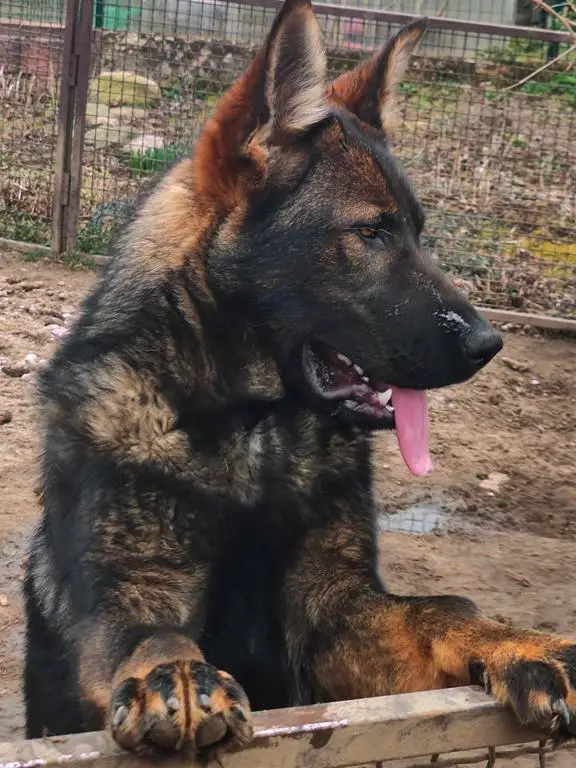 Young DDR female available for import from Europe