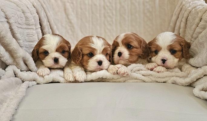 Cavalier King Charles Spaniel, top quality puppies