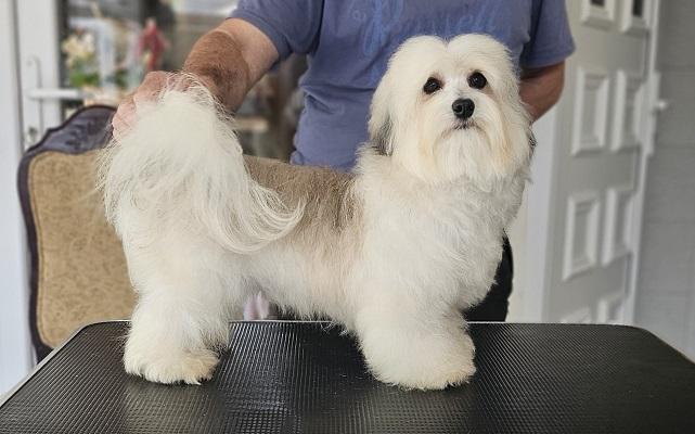 Havanese - top Havanese Bichons