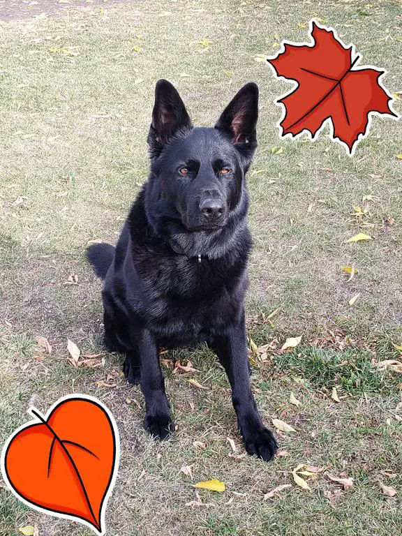 Black German Shepherd Adult Male AVAILABLE!