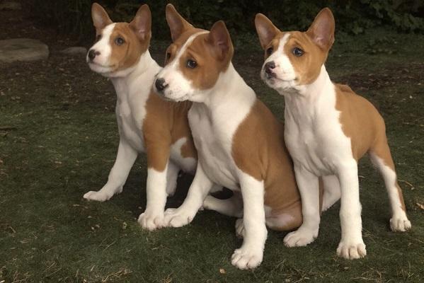 BASENJI puppies