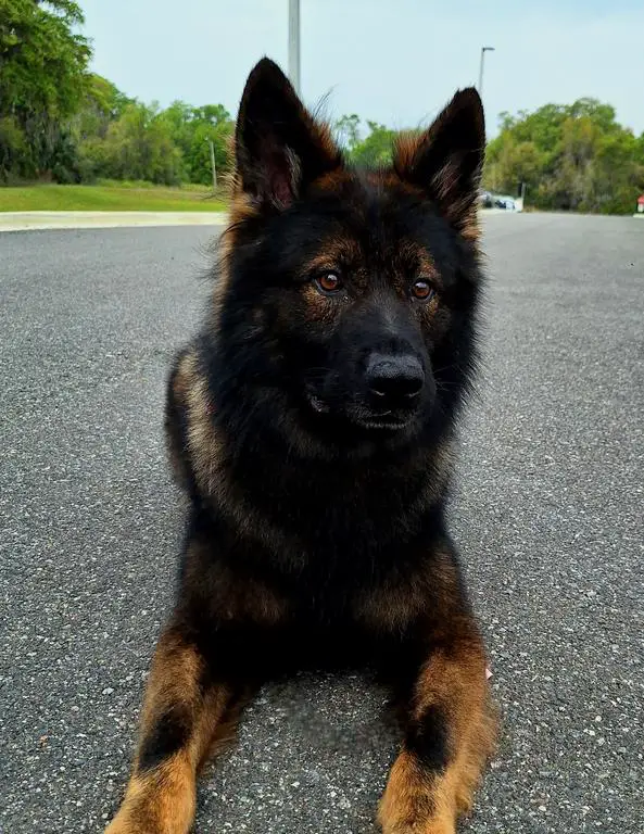 4 Year Old Imported Male From Serbia