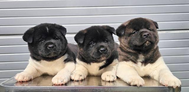 American Akita, excellent puppies