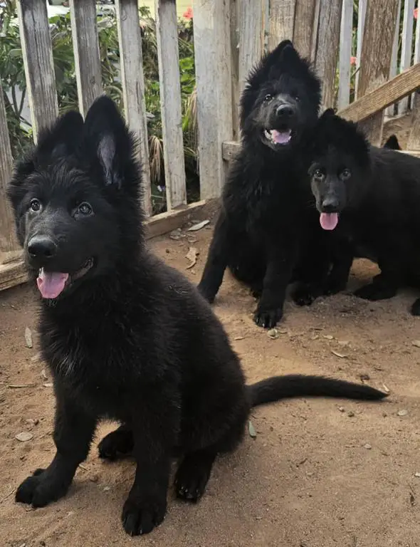 Stunning male and female puppies all black long co